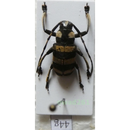 Choeromorpha trifasciata (Newman, 1842) Philippines44g
